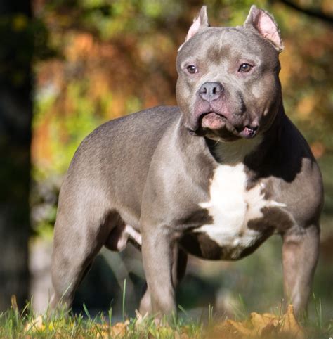 american bully pit bull.